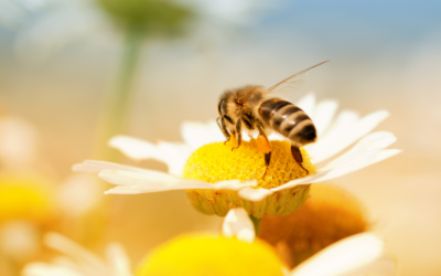 Honey Bees More Faithful to Their Flower Patches Than Bumble Bees