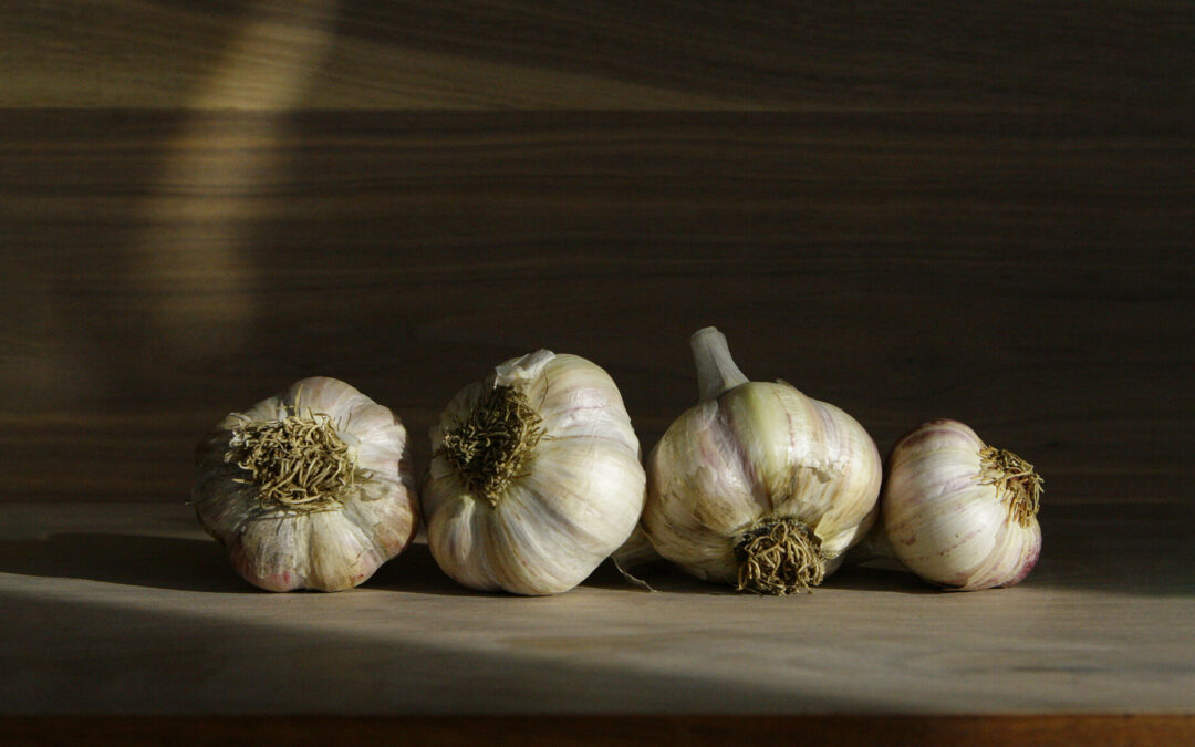 Bessette Creek Farm: a Canadian organic garlic farm