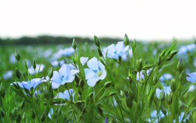 Askegaard Organic Farm: Sustainability and Transparency in Minnesota