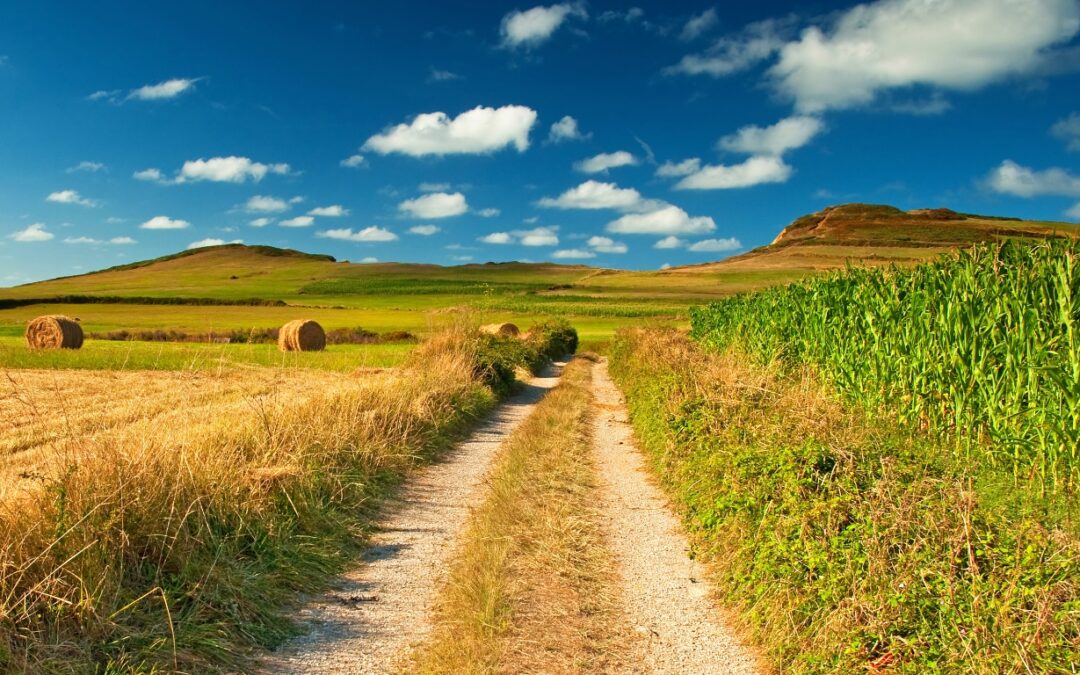 Parallel Production allows farmers to use both conventional and organic farming methods.