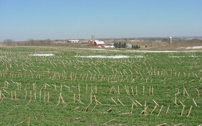 Cover Crops: Rye provides exceptional benefits