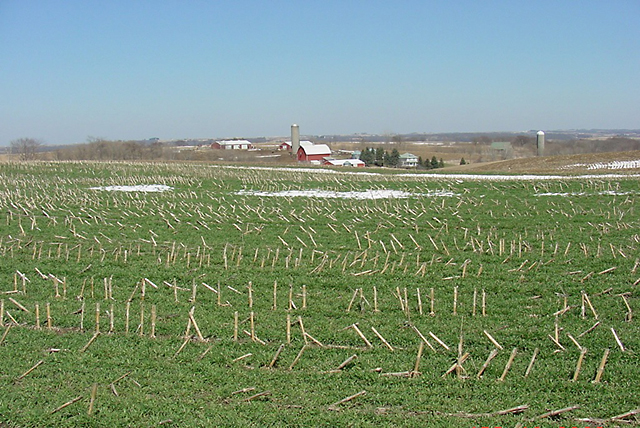 Cover Crops: Rye provides exceptional benefits