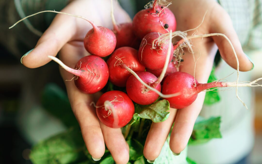 Organic radishes