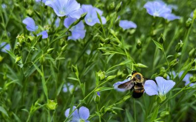 Putting Health First: Askegaard Organic Farm