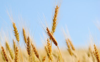 The Communicator: Summer 2024 Edition